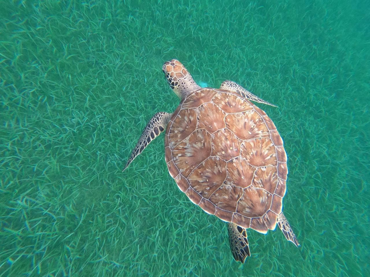 Une tortue marine glissant au-dessus de l’herbier, dans le lagon peu profond