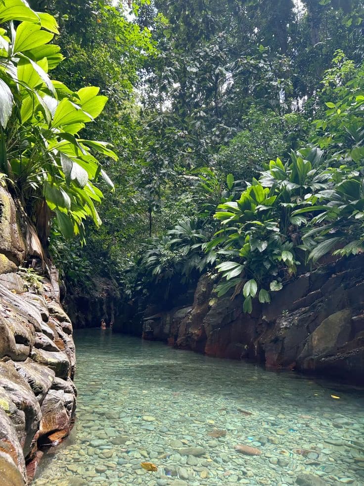 Une rivière claire encaissée sous la forêt tropicale, en Guadeloupe