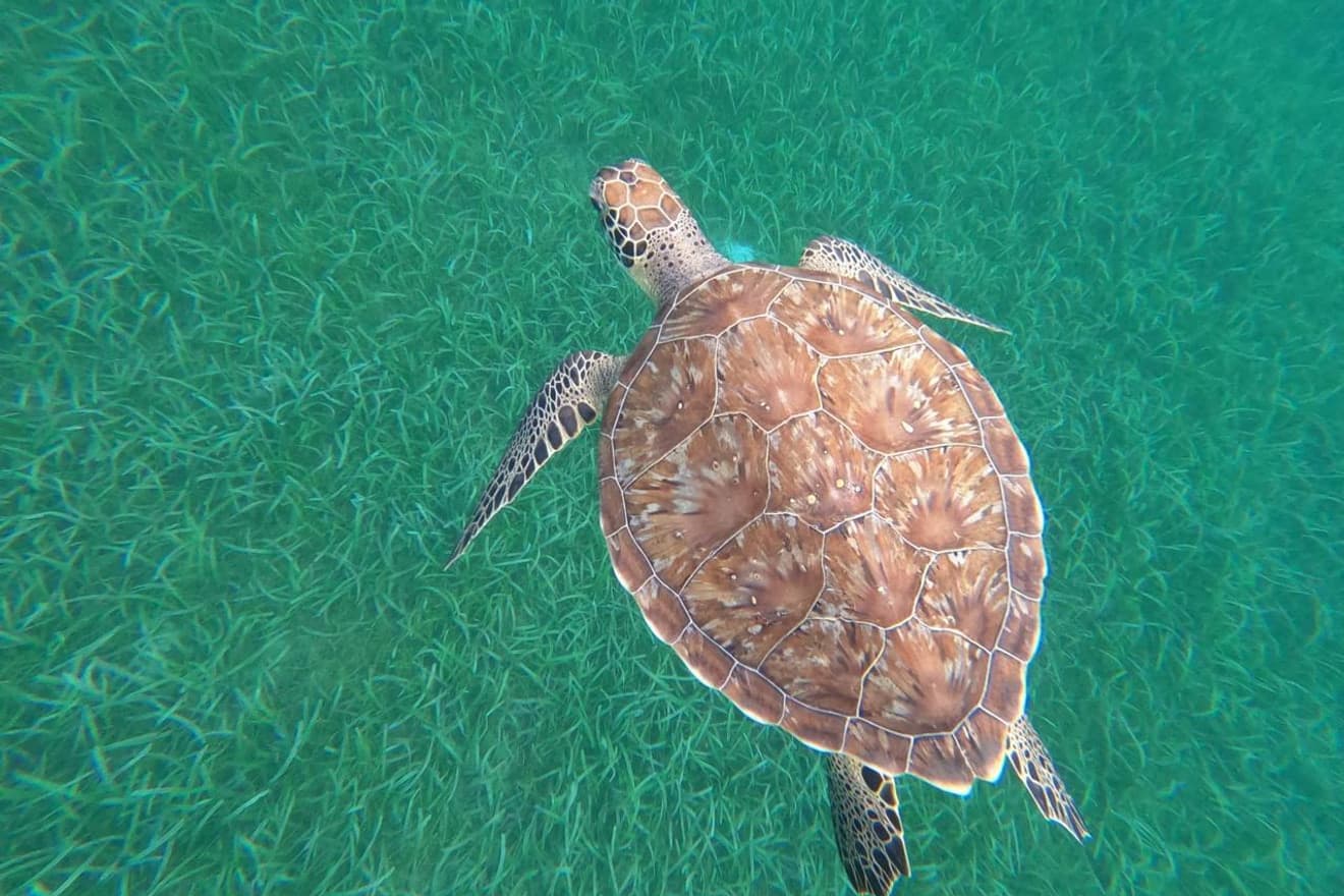 Crique déserte aux eaux turquoise, au pied d’un morne boisé